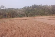 Kemarau Ancam Pertanian, Petani Karangtalun Kidul Istirahatkan Lahan