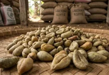 Potensi Kopi Liberika Banyumas Dinilai Menjanjikan, Petani Dorong Pengembangan
