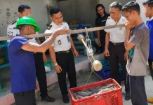 Dukung Ketahanan Pangan, Lapas Brebes Panen 220 Kg Lele Hasil Budidaya Warga Binaan