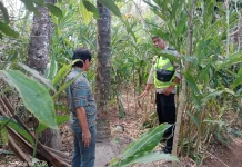 Warga Kejobong Tewas Jatuh dari Pohon Kelapa, Polisi Lakukan Pemeriksaan