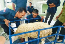 UNU Purwokerto Perkuat Kelompok Ternak Mindajaya melalui Posyandu Ternak