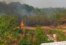 Kemarau Rawan Karhutla, BPBD Banyumas Imbau Masyarakat Tak Bakar Sampah