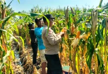 Bhabinkamtibmas Polsek Kalimanah Dampingi Panen Jagung di Sidakangen