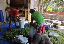 UMP Latih Peternak Silado Membuat Silase untuk Pakan Kambing