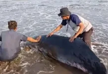 Hiu Paus 3,2 Meter Terdampar di Pantai Cemara Jajar Cilacap