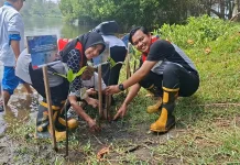 Konservasi Pantai Lembupurwo, Pertamina Lepas Tukik dan Tanam Cemara-Mangrove