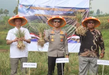 Penanaman Bawang Putih Serentak Dan Panen Raya di Kabupaten Tegal
