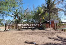 Kesadaran Warga Tekan Perdagangan Telur Penyu di Cilacap