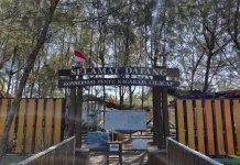 2.500 Tukik Diselamatkan Konservasi Penyu Nagaraja Cilacap