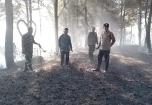 Polisi dan TNI Bersama Perhutani Padamkan Kebakaran Hutan Pinus di Jatinegara