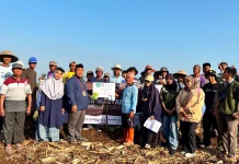 Petani Limbangan Manfaatkan Limbah Jagung untuk Pupuk Organik dan Biopestisida