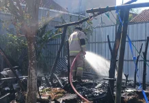 Dua Kambing di Jeruklegi Terbakar, Diduga Api dari Tungku Pawon