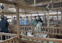 Mendamilk Produksi 500 Liter Susu Kambing Per Hari, Libatkan 50 Peternak