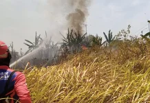 Damkar Brebes Tangani 145 Kebakaran, Mayoritas Kebakaran Lahan