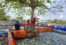 Nelayan Cilacap Panen Ubur-Ubur, Berkah di Musim Kemarau