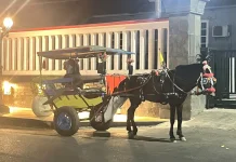 Delman Tetap Eksis sebagai Angkutan Wisata Tradisional di Purwokerto