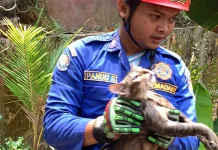 Damkar Kroya Evakuasi Kucing Terjebak di Sumur Sedalam 6 Meter