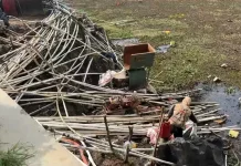 Ratusan Petani Kentang Dieng Sedot Air Telaga Merdada untuk Siram Tanaman