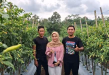 Hadapi Kemarau Panjang, Petani Milenial Banyumas Jaga Produktivitas Cabai