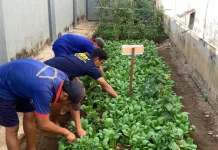 Rutan Kelas IIB Banyumas Konsisten Rawat Program Ketahanan Pangan