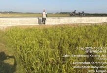 157 Hektare Lahan Pertanian di Kemranjen Terdampak Kekeringan