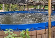 Banyumas Usulkan Dua Program Budidaya Tematik KKP