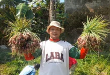 Musim Kemarau, Petani Banjarnegara Raup Rp 40 Juta dari Bawang Merah