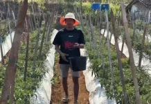 Dampak Musim Kemarau, Petani Cabai di Banjarnegara Terancam Gagal Panen
