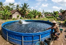 Hadapi Kemarau, Pembudidaya Ikan Banyumas Diminta Sesuaikan Pola Budidaya
