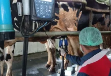 BBPTUHPT Baturraden Resmi Jadi BLU, Layanan Bibit hingga Produk Susu Diperkuat