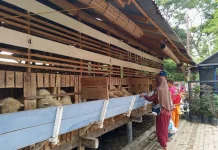Kunjungan ke SatyaEsa Farm Jadi Sarana Belajar Ternak