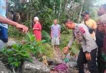 Penyadap Nira Jatuh dari Pohon Kelapa di Bobotsari, Polisi Periksa TKP