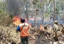 BPBD Banyumas Catat 54 Karhutla, Luas Terdampak 52,53 Hektare