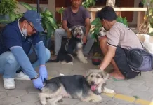 800 Hewan Kesayangan di Cilacap Dapat Vaksin Rabies Gratis
