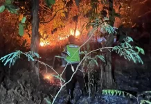5 Hektare Lahan Perhutani Buayan Ludes Terbakar
