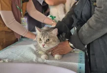 Jaga Banyumas Bebas Rabies, Dinpertan Gelar Vaksinasi Hewan Gratis