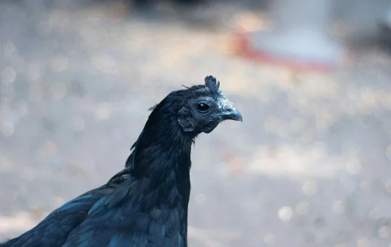 Cemani si Ayam unik dari Kedu