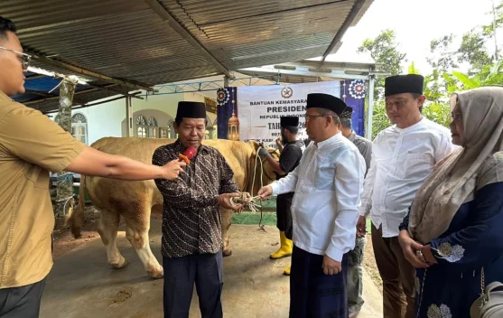 Sekda Banjarnegara Serahkan Sapi 1,2 Ton Bantuan Hewan Kurban Presiden RI