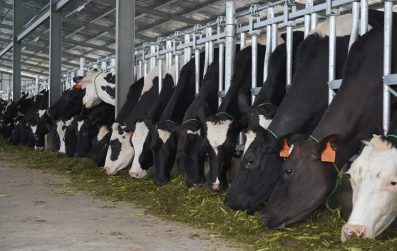 Kurangi Impor Susu, Kementan Tambah 600 Sapi di BBPTUHPT Baturraden