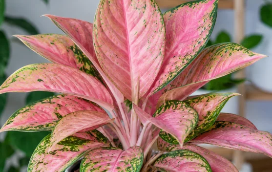 Mengenal Lebih Dekat Aglaonema Pink Lady, si Cantik Berdaun Pink