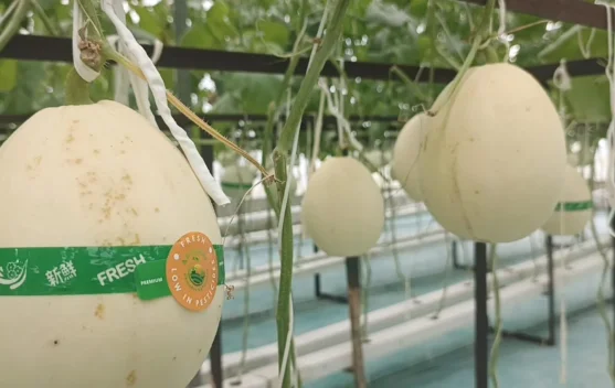 Agroeduwisata Artansi Dorong Ekonomi Lokal melalui Budidaya Terintegrasi