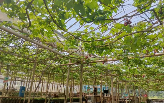 Wisata Petik Anggur di Baturraden Hadirkan Pengalaman Edukatif