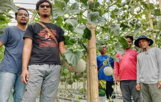 Beromzet Manis, BUMDes Gumelar Sukses Kembangkan Melon Hidroponik