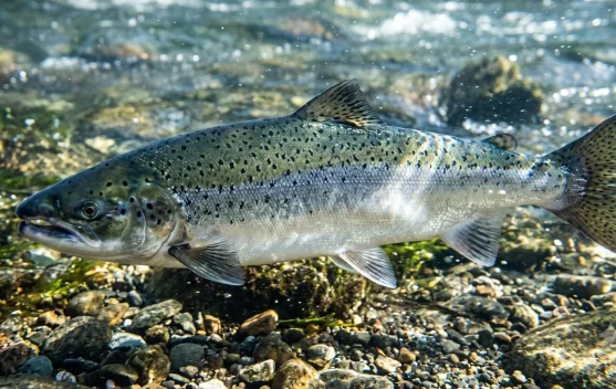Ikan Lokal Kaya DHA untuk Dukung Perkembangan Otak Anak
