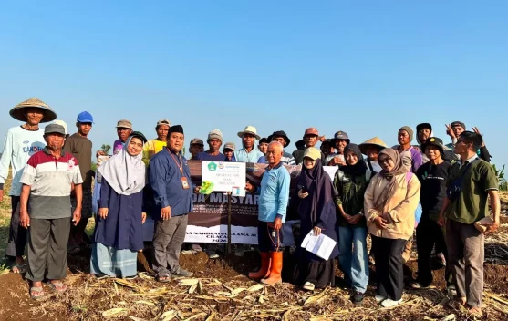Petani Limbangan Manfaatkan Limbah Jagung untuk Pupuk Organik dan Biopestisida