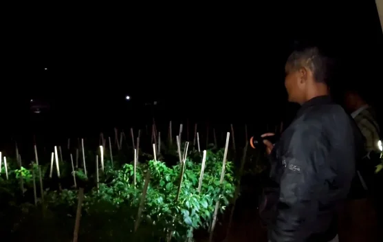 Harga Cabai Melambung, Petani di Banjarnegara Jaga Kebun Tiap Malam