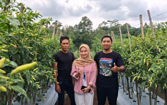 Hadapi Kemarau Panjang, Petani Milenial Banyumas Jaga Produktivitas Cabai