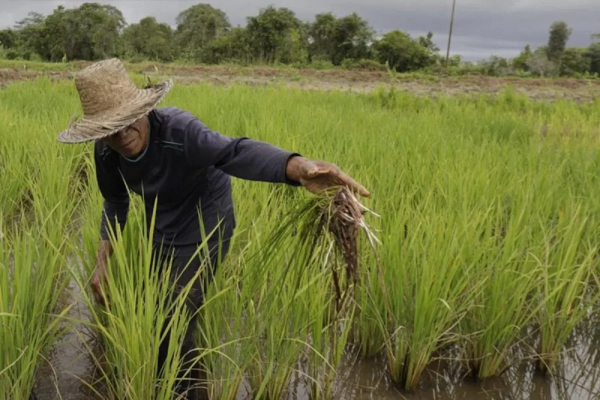 Pompanisasi Jadi Solusi Atasi Kekeringan Sawah di Tengah El Nino | LPP RRI