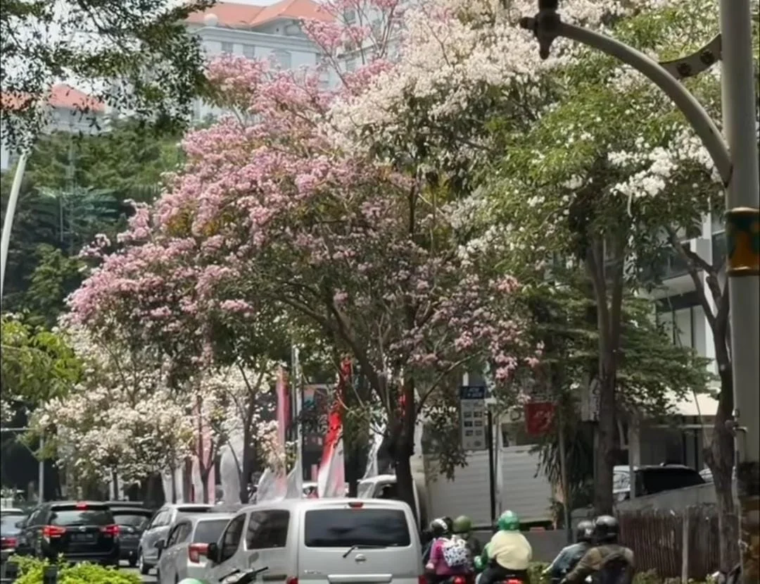 Bunga Tabebuya Bermekaran di Cikini, Ini Jenis-jenisnya | LPP RRI
