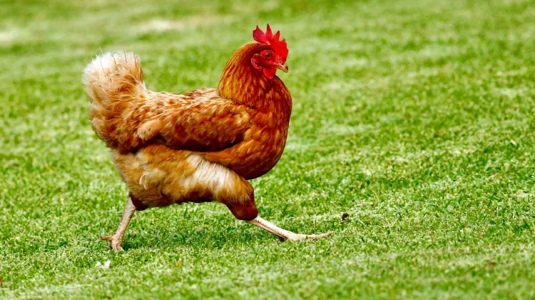 BPS Laporkan Kenaikan Harga Ayam